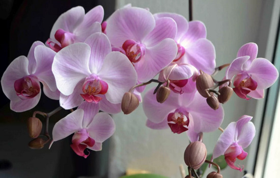 orhideya_doma