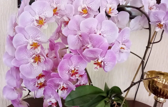 orhideya_fen_shuy